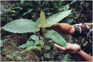 Rsp Quadralean Thermogenic Weight Loss Supplement Reviews