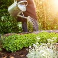 https://dailymagazines.net/6-great-tips-for-gardening-in-your-garden/