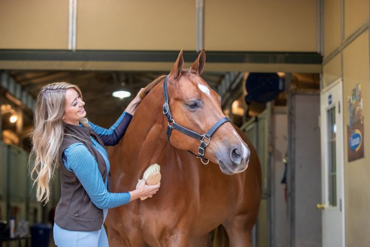 How to Take Care of a Horse: 4 Amazing Tips for a Good Horse Care ...