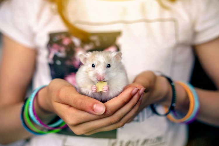 5 Ways To Keep Your Hamster Warm In Winters Daily Magazines